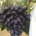 紫甜无核A一17葡萄精品葡萄，我们这里是万亩葡萄种植基地