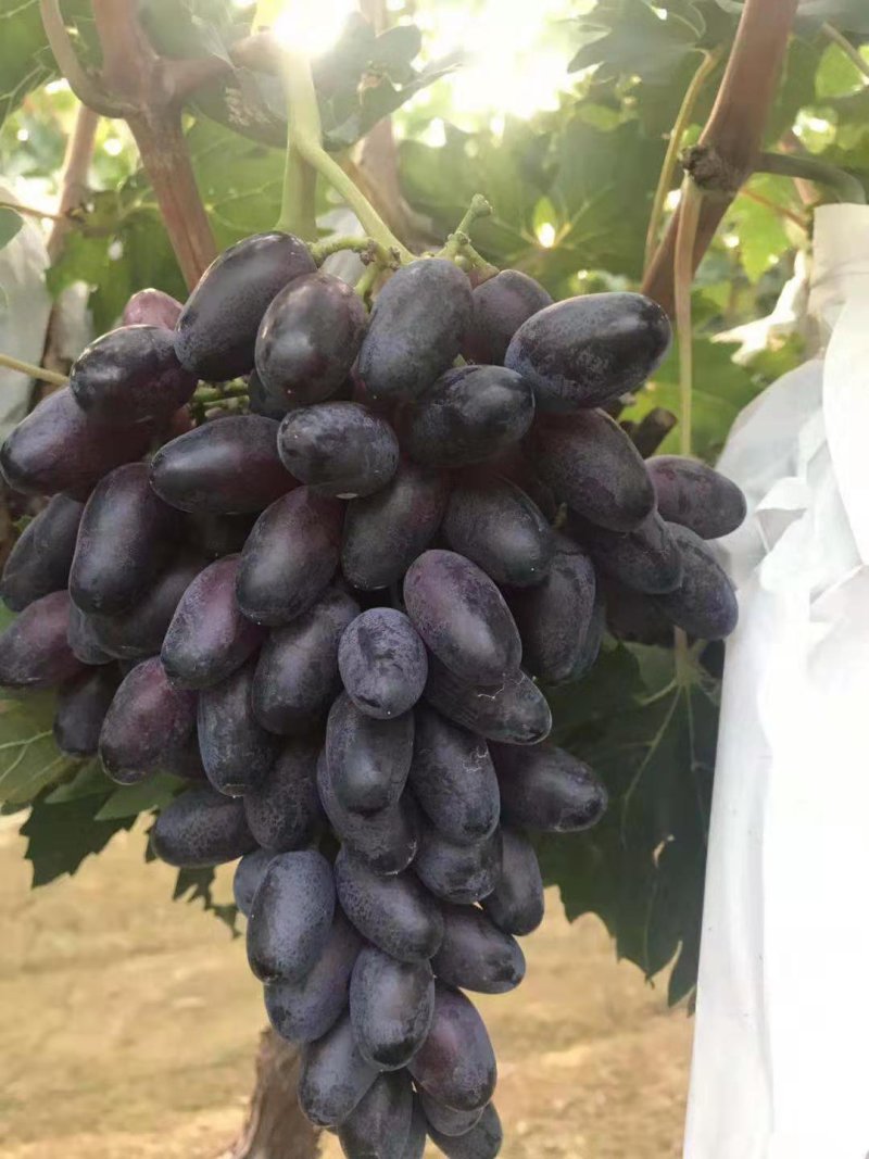 紫甜无核A一17葡萄精品葡萄，我们这里是万亩葡萄种植基地