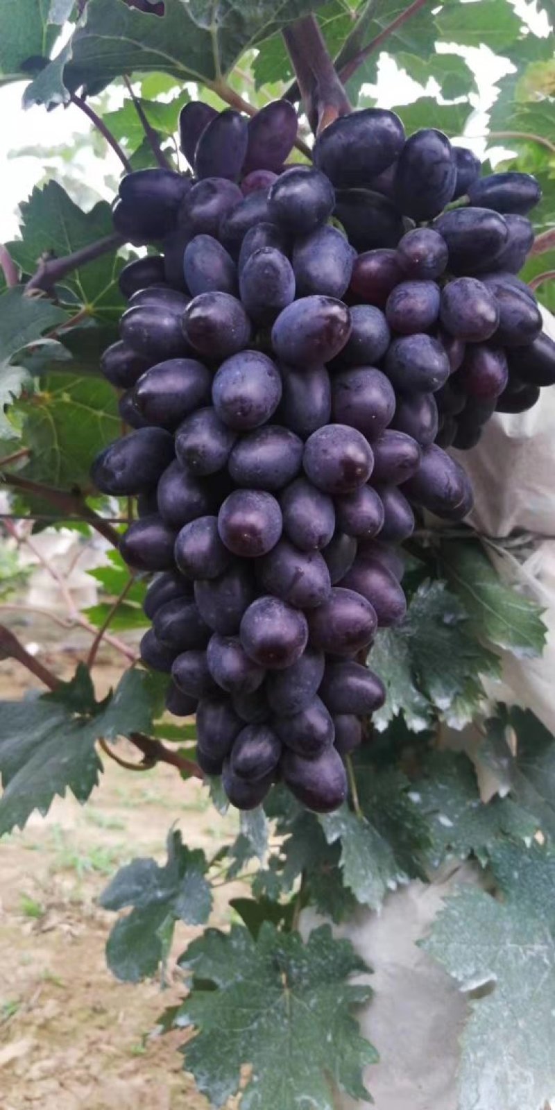 紫甜无核A一17葡萄精品葡萄，我们这里是万亩葡萄种植基地