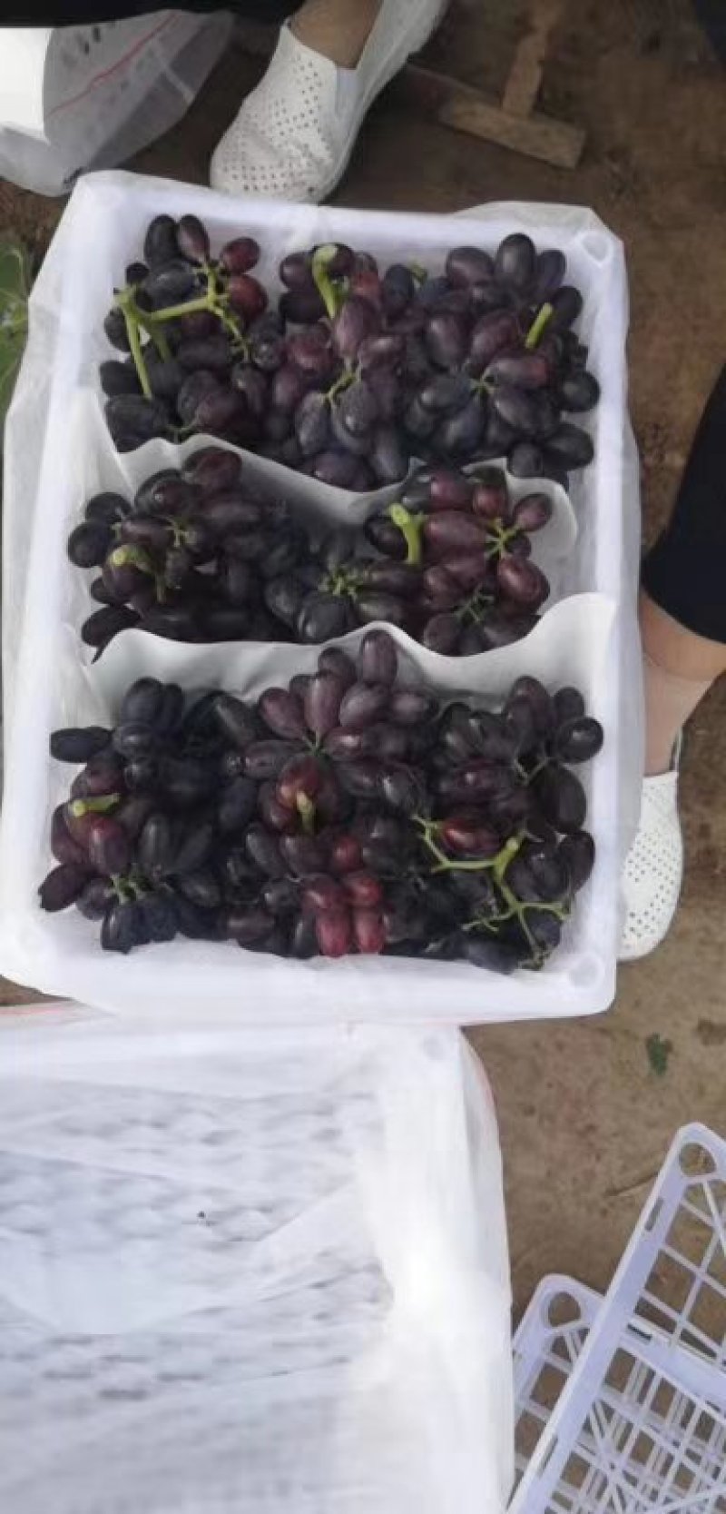 紫甜无核A一17葡萄精品葡萄，我们这里是万亩葡萄种植基地