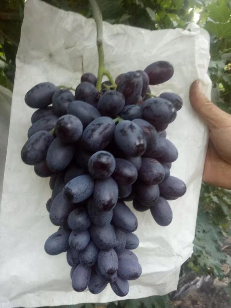 紫甜无核A一17葡萄精品葡萄，我们这里是万亩葡萄种植基地