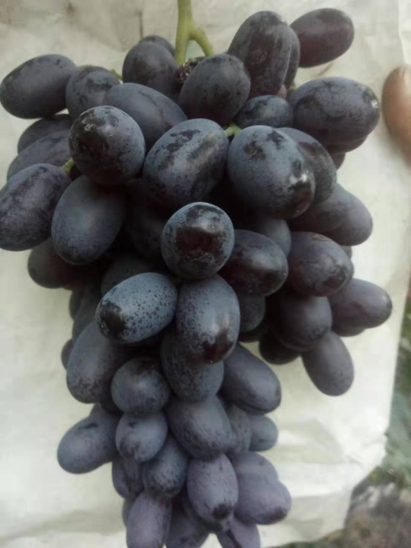 紫甜无核A一17葡萄精品葡萄，我们这里是万亩葡萄种植基地