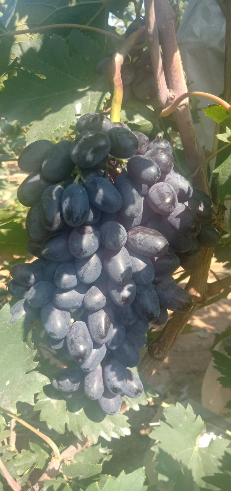 紫甜无核A一17葡萄精品葡萄，我们这里是万亩葡萄种植基地