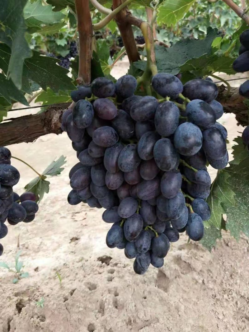 紫甜无核A一17葡萄精品葡萄，我们这里是万亩葡萄种植基地