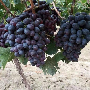 紫甜无核A一17葡萄精品葡萄，我们这里是万亩葡萄种植基地