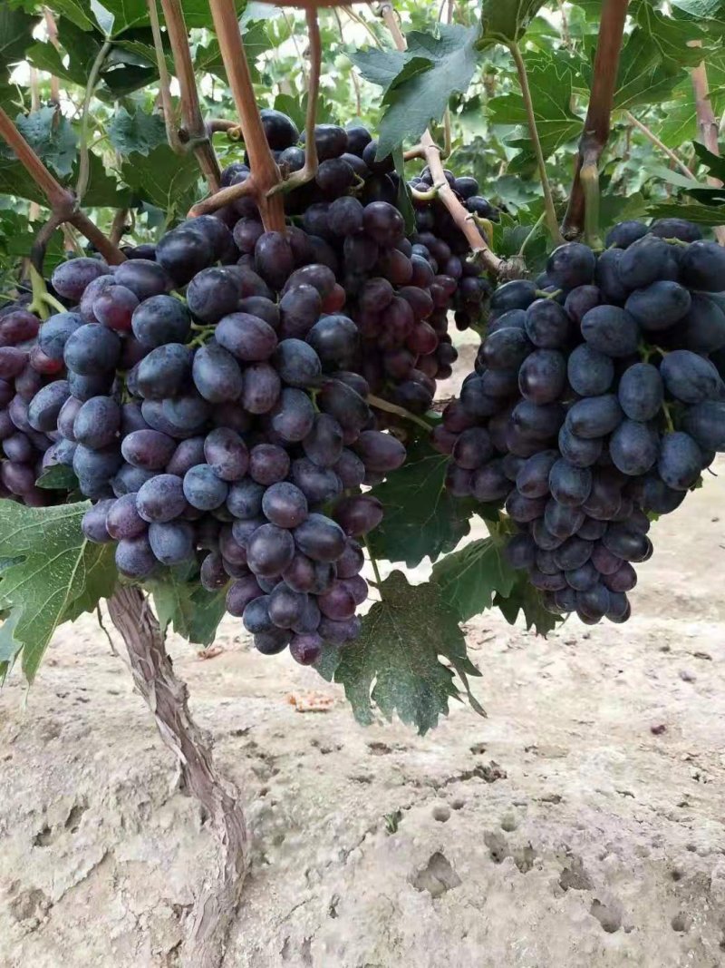 紫甜无核A一17葡萄精品葡萄，我们这里是万亩葡萄种植基地