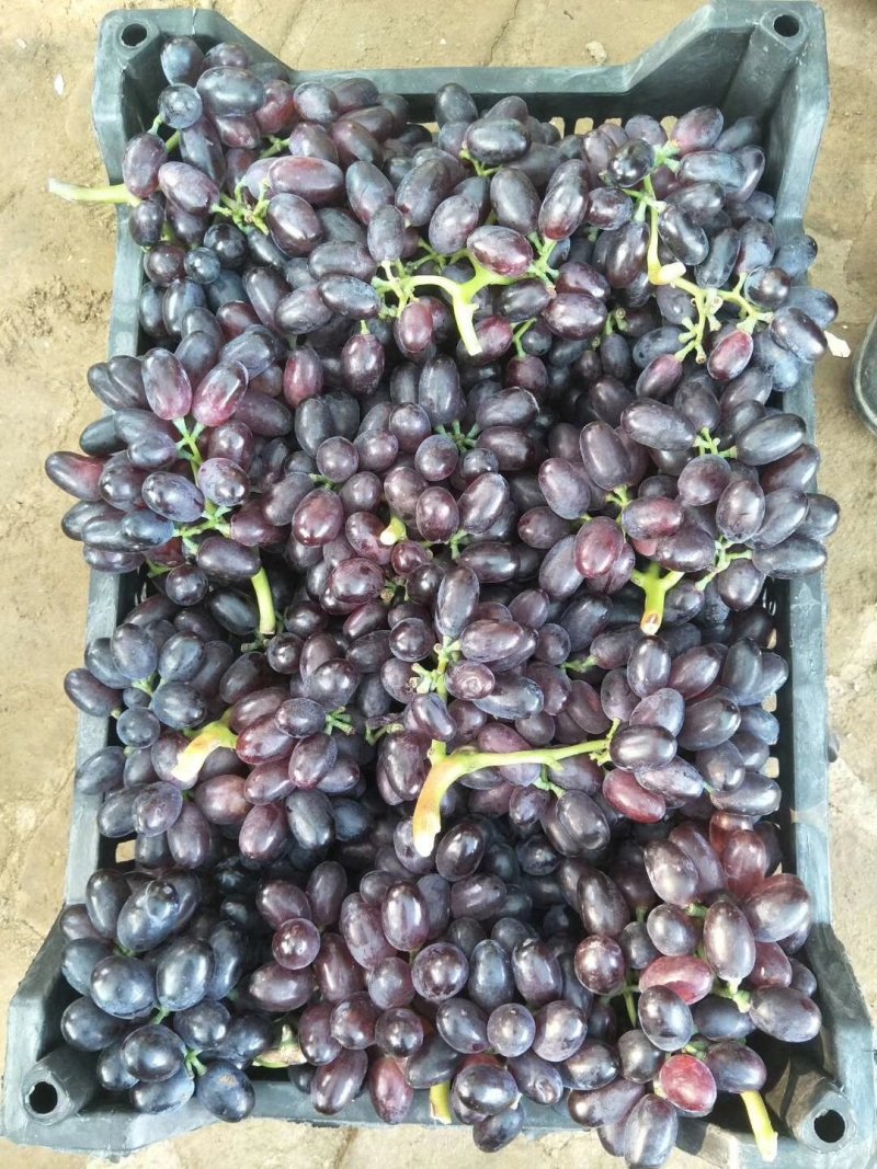 紫甜无核A一17葡萄精品葡萄，我们这里是万亩葡萄种植基地