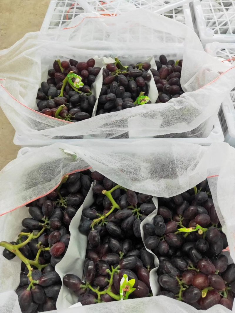 紫甜无核A一17葡萄精品葡萄，我们这里是万亩葡萄种植基地