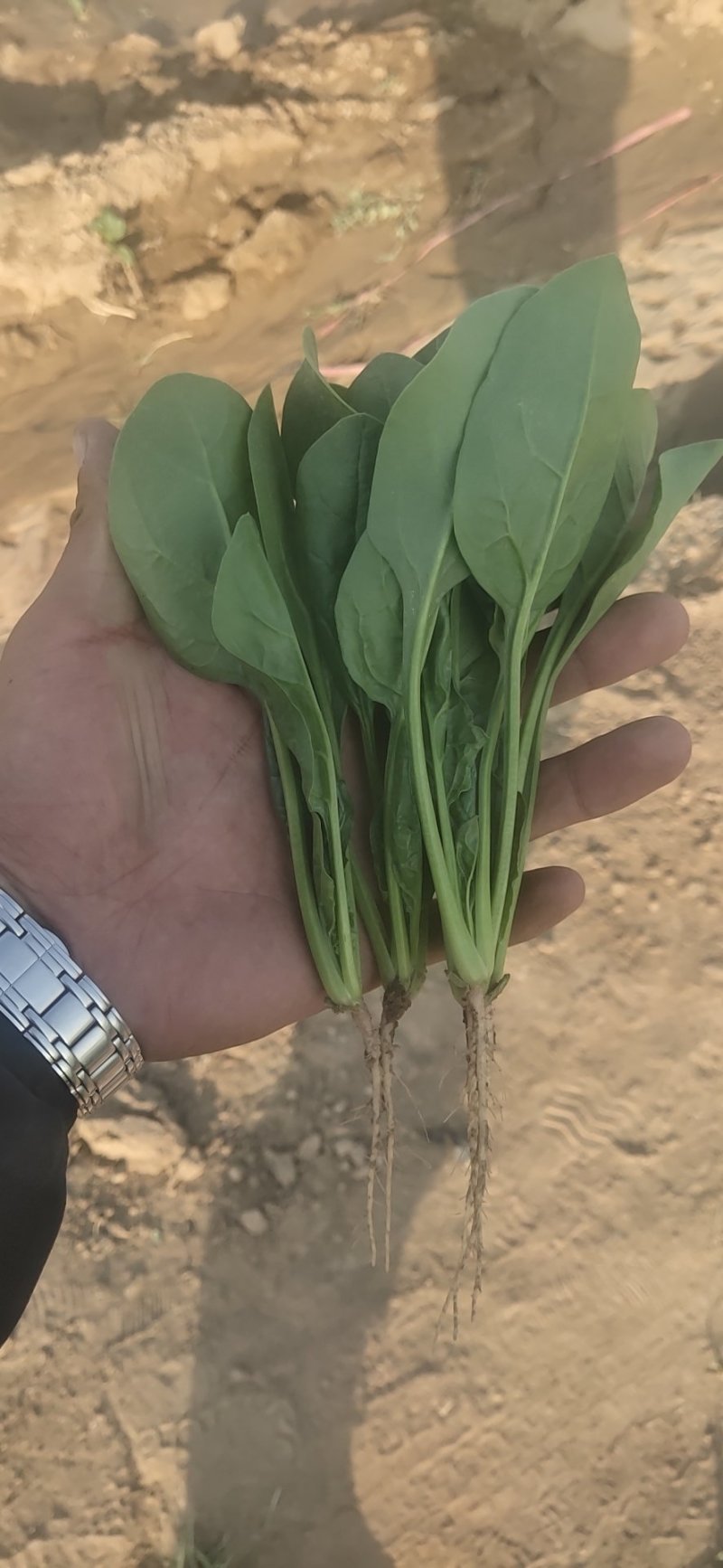 精品小菠菜