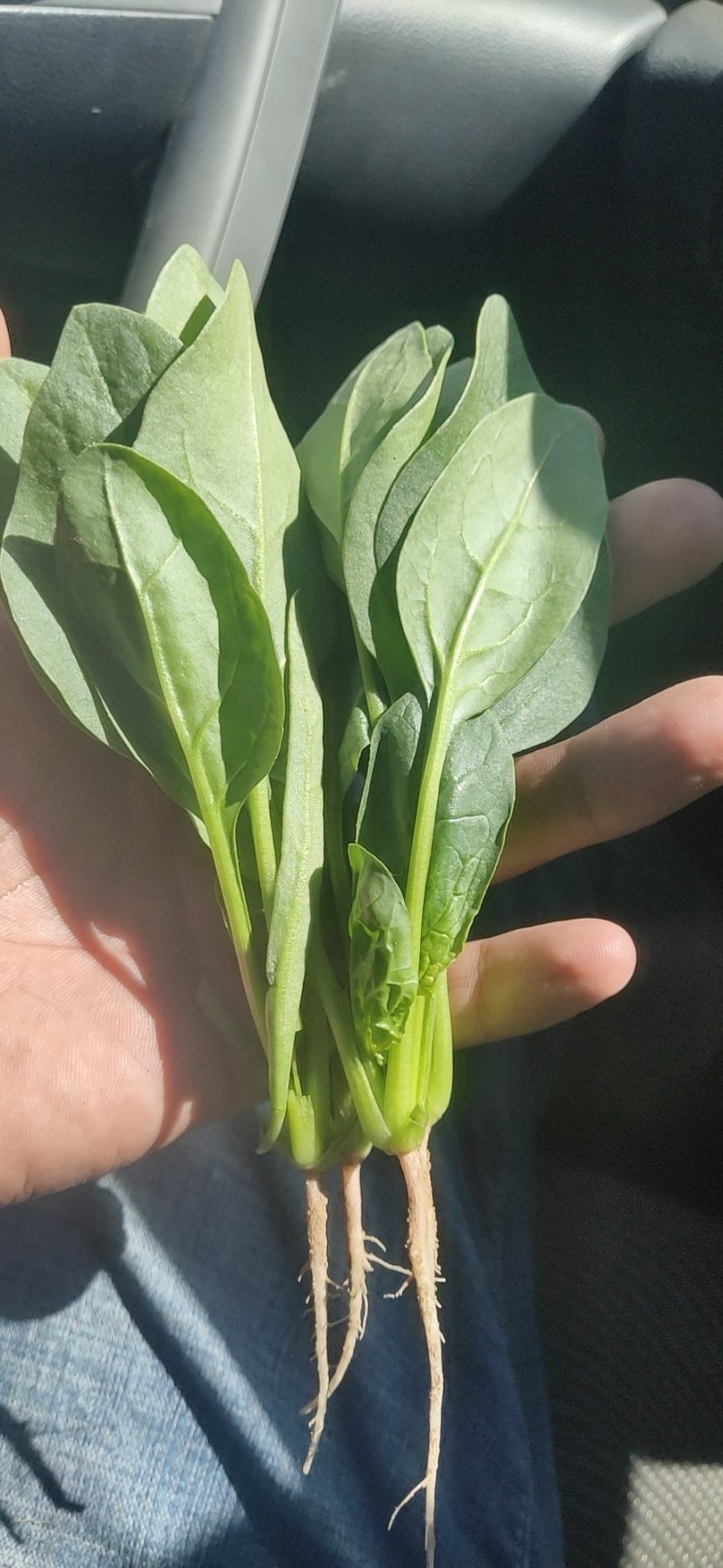 精品小菠菜