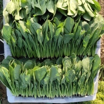 精品小菠菜