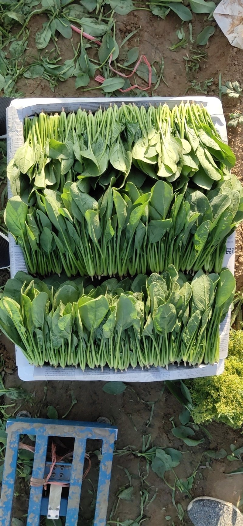 精品小菠菜