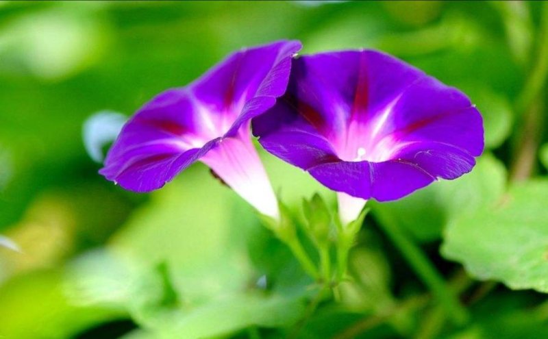 矮牵牛花种子进口重瓣泛美种子室内外阳台盆栽花卉庭院四季