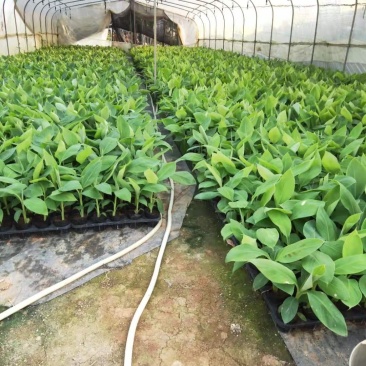 香蕉苗、西贡粉蕉苗、金粉一号粉蕉苗，巴西蕉苗，威廉斯b6