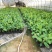 香蕉苗、西贡粉蕉苗、金粉一号粉蕉苗，巴西蕉苗，威廉斯b6
