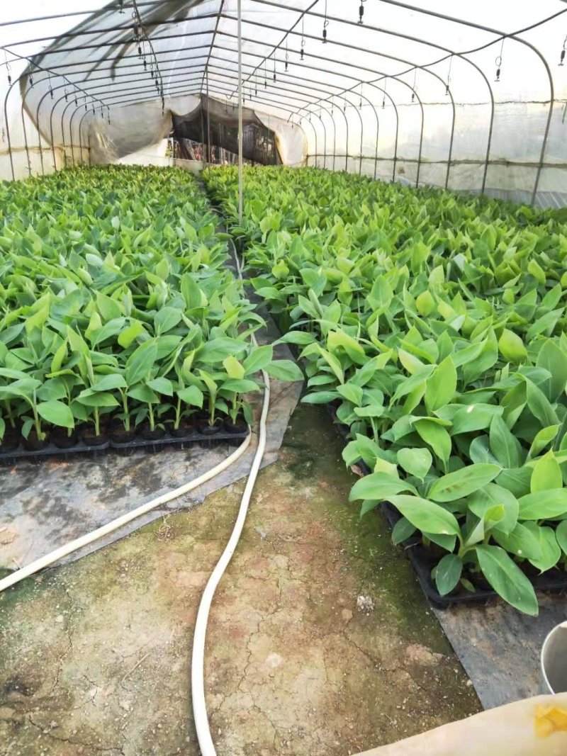 香蕉苗、西贡粉蕉苗、金粉一号粉蕉苗，巴西蕉苗，威廉斯b6