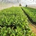 香蕉苗、西贡粉蕉苗、金粉一号粉蕉苗，巴西蕉苗，威廉斯b6