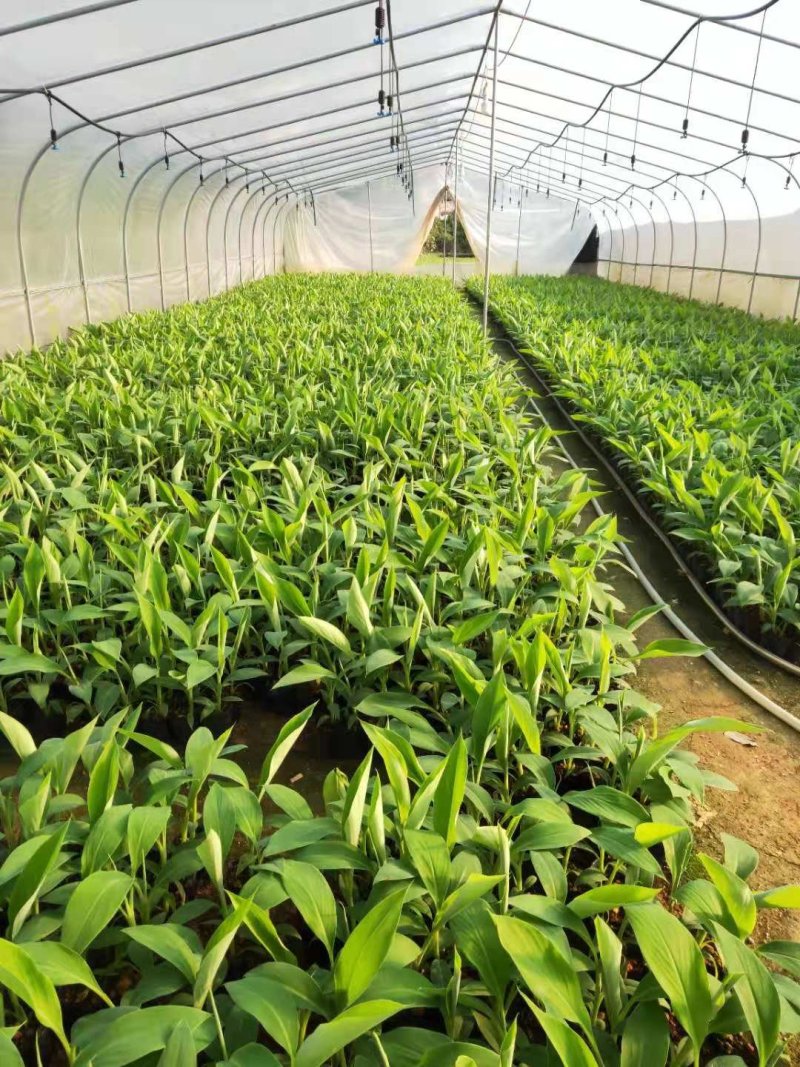 香蕉苗、西贡粉蕉苗、金粉一号粉蕉苗，巴西蕉苗，威廉斯b6