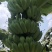 香蕉苗、西贡粉蕉苗、金粉一号粉蕉苗，巴西蕉苗，威廉斯b6