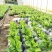 香蕉苗、西贡粉蕉苗、金粉一号粉蕉苗，巴西蕉苗，威廉斯b6