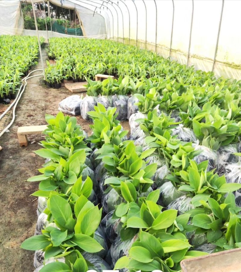 香蕉苗、西贡粉蕉苗、金粉一号粉蕉苗，巴西蕉苗，威廉斯b6