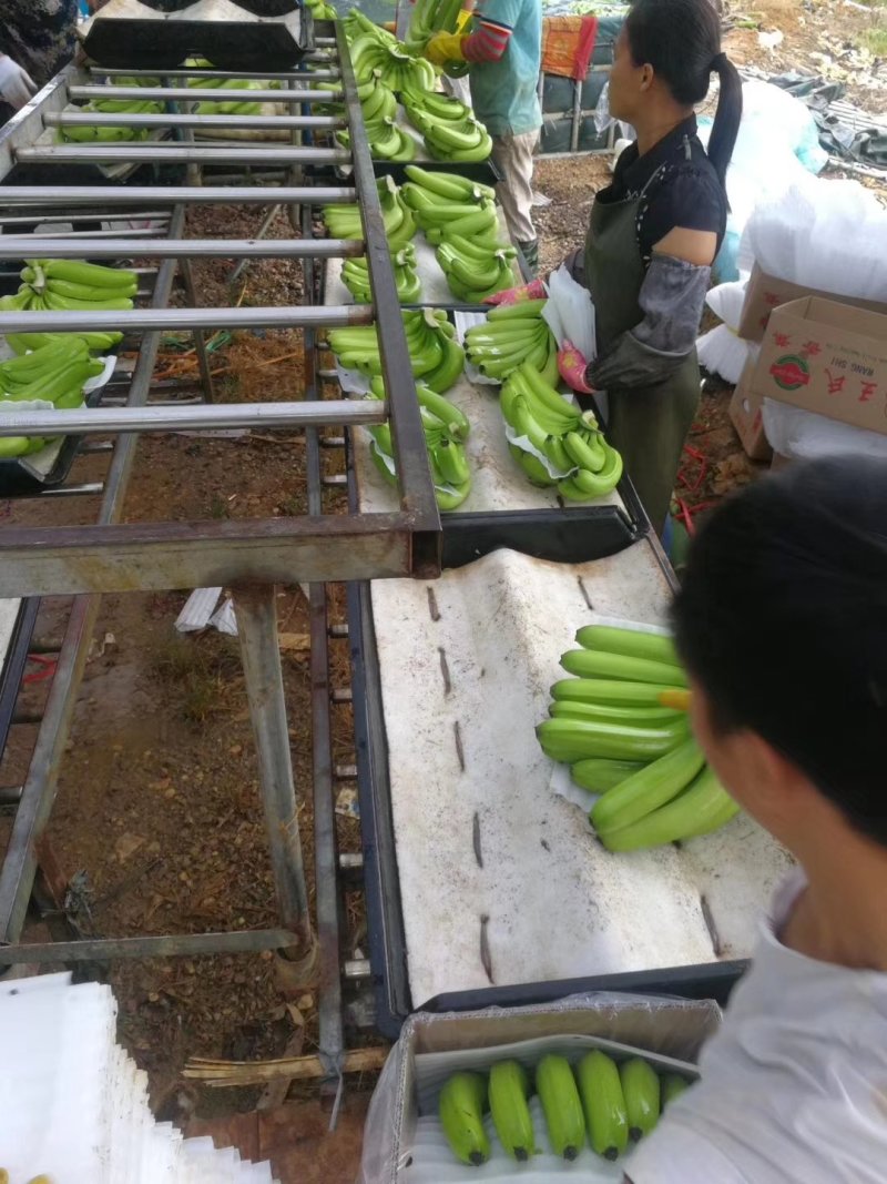 香蕉苗、西贡粉蕉苗、金粉一号粉蕉苗，巴西蕉苗，威廉斯b6