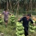 香蕉苗、西贡粉蕉苗、金粉一号粉蕉苗，巴西蕉苗，威廉斯b6