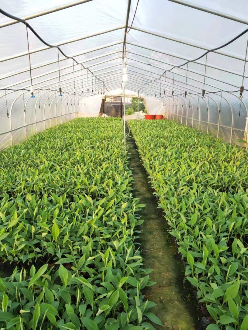 香蕉苗、西贡粉蕉苗、金粉一号粉蕉苗，巴西蕉苗，威廉斯b6