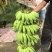 香蕉苗、西贡粉蕉苗、金粉一号粉蕉苗，巴西蕉苗，威廉斯b6