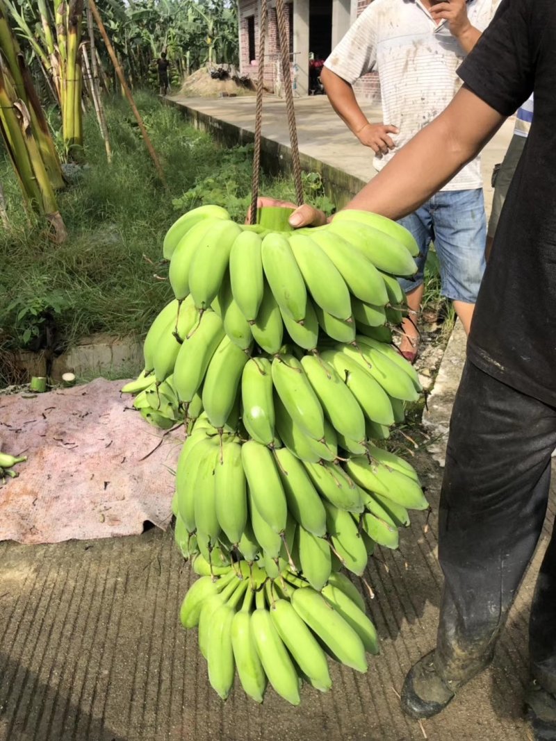 香蕉苗、西贡粉蕉苗、金粉一号粉蕉苗，巴西蕉苗，威廉斯b6