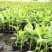 香蕉苗、西贡粉蕉苗、金粉一号粉蕉苗，巴西蕉苗，威廉斯b6