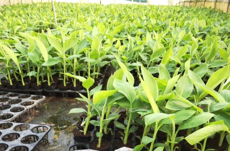 香蕉苗、西贡粉蕉苗、金粉一号粉蕉苗，巴西蕉苗，威廉斯b6