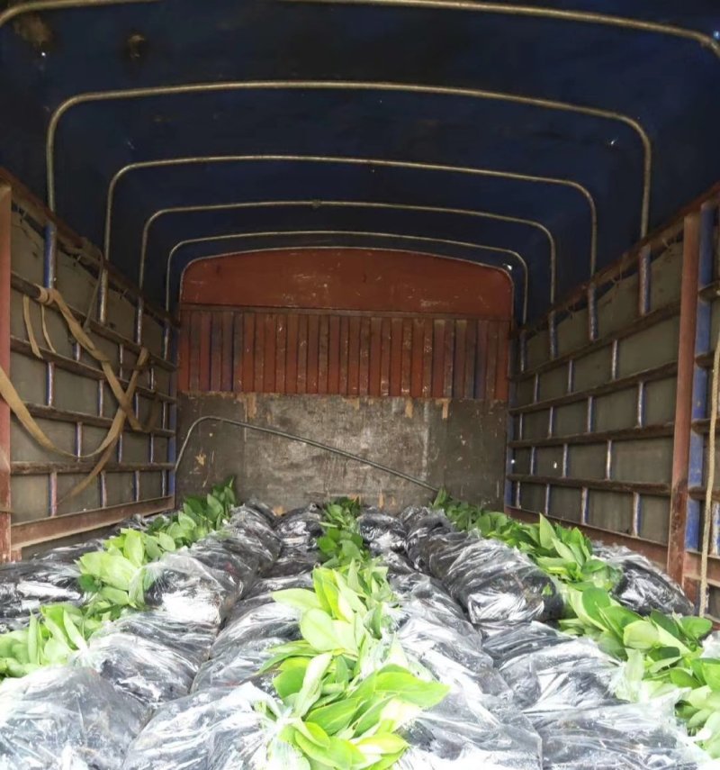 香蕉苗、西贡粉蕉苗、金粉一号粉蕉苗，巴西蕉苗，威廉斯b6