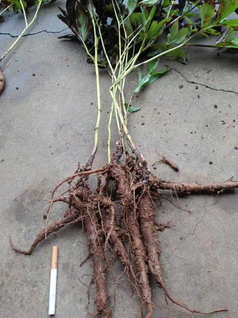 赤芍种苗