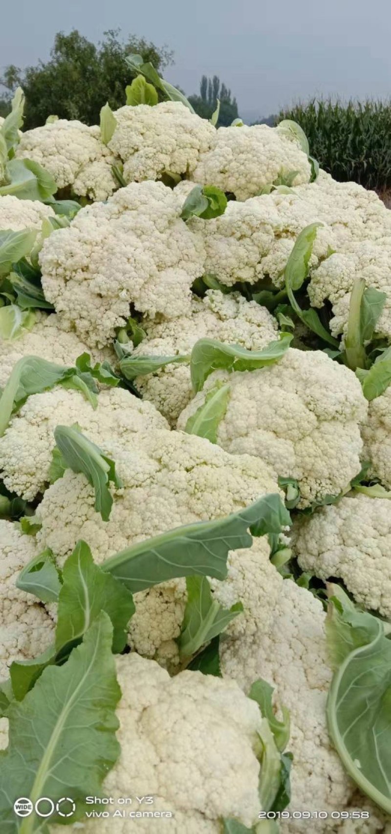 有机花菜，散花，松花大量上市欢迎选购，口感不错，青杆的