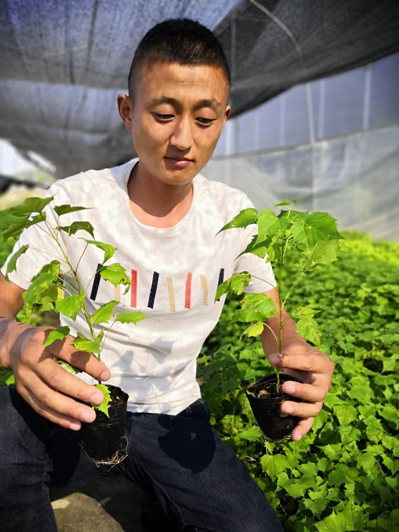 金丝楸123456789