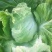 夏阳白菜