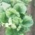 夏阳白菜