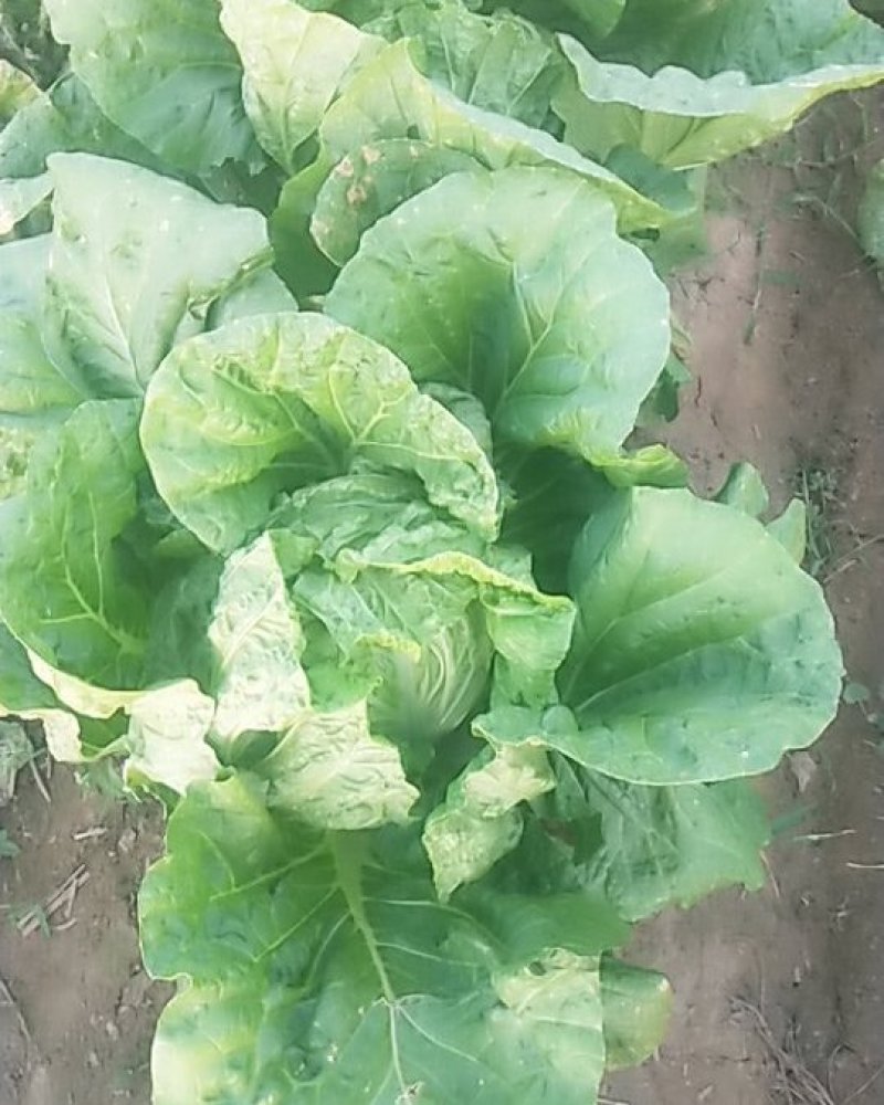 夏阳白菜