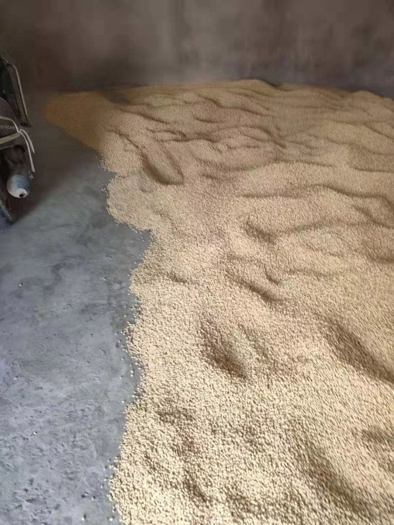 枳壳种子