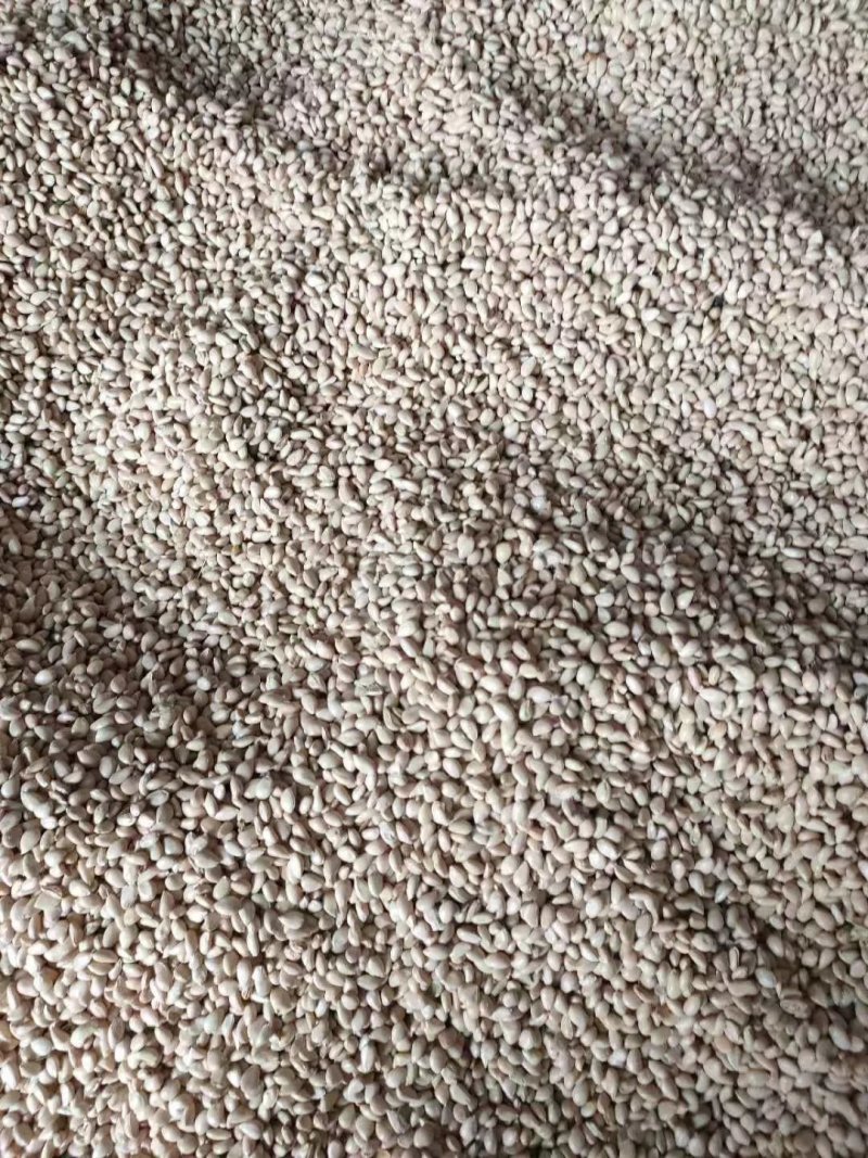 枳壳种子
