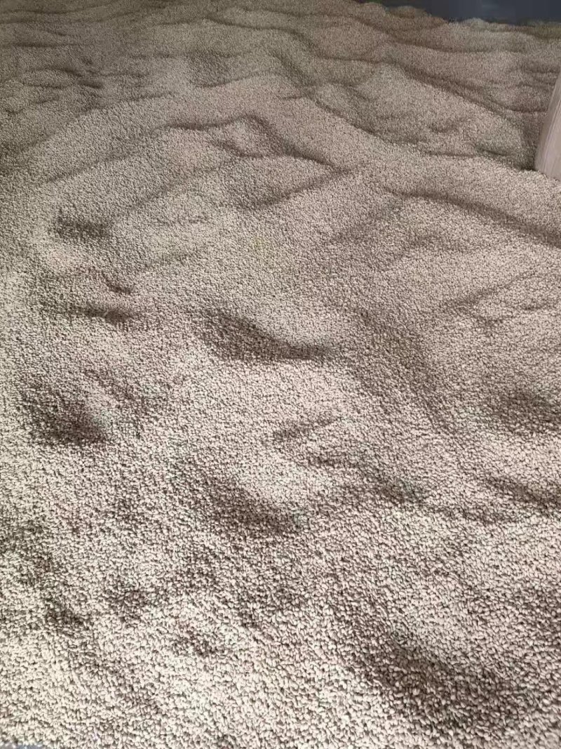 枳壳种子