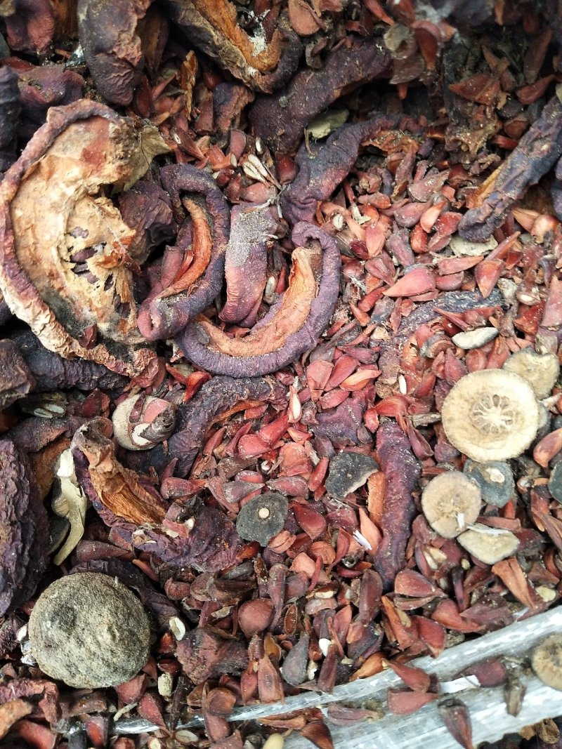 药木瓜种子