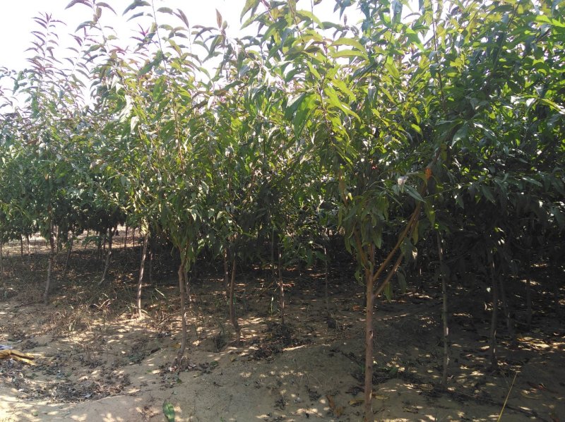 碧桃