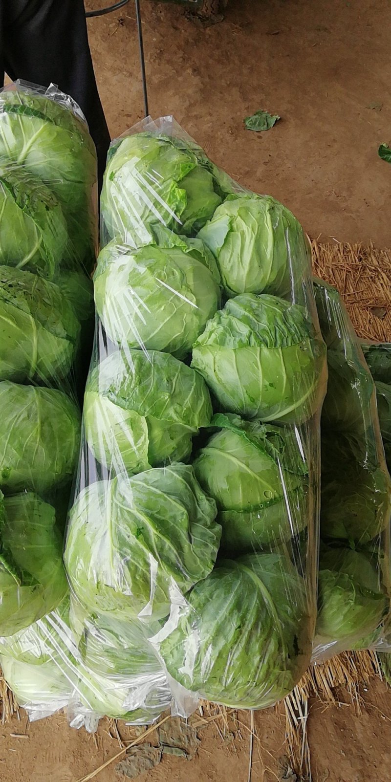 河南甘蓝精品甘蓝基地货质量好包球紧欢迎视频看货合作