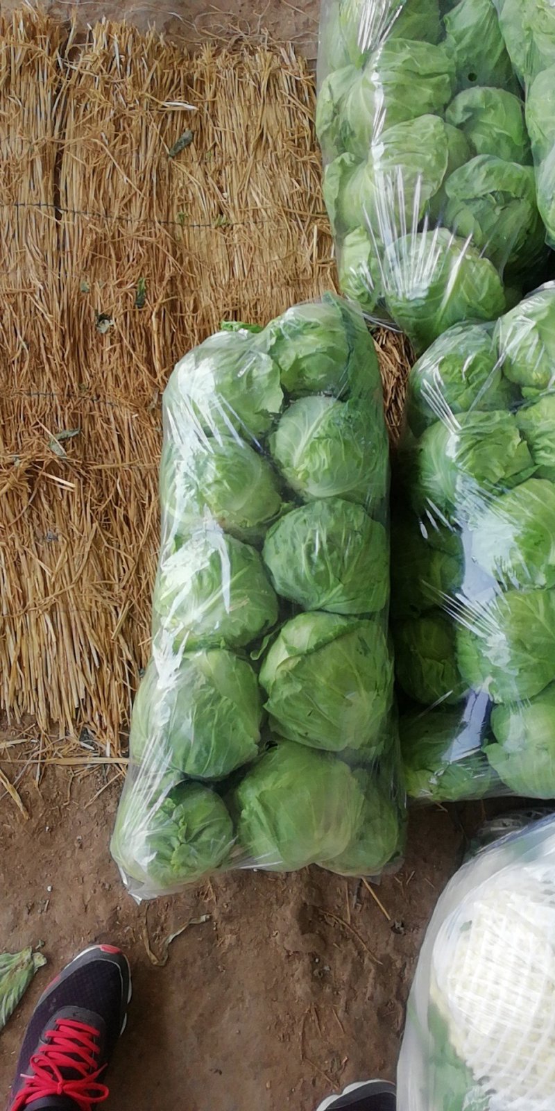 河南甘蓝精品甘蓝基地货质量好包球紧欢迎视频看货合作