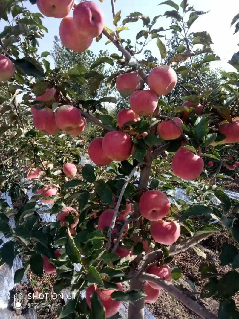 鞍山市台安地区寒富苹果