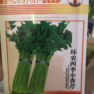 小香芹种子耐寒抗热速生四季可播种
