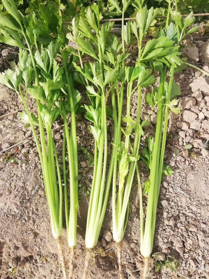 小香芹种子耐寒抗热速生四季可播种
