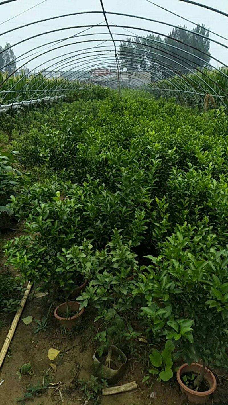 脆皮金桔盆栽带果